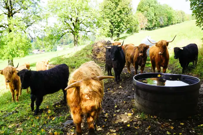 herd of different colored yaks in a farm