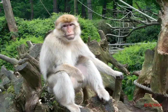 monkey lounges amid trees and logs