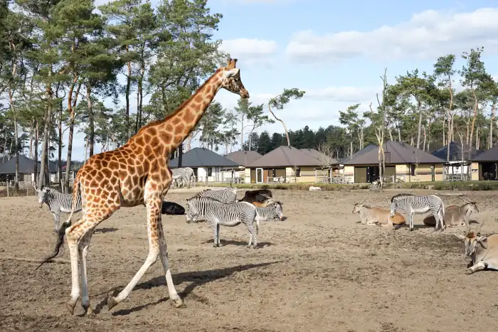 young giraffe walking around with the zebras