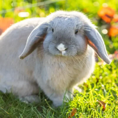 Beyond Carrots The Ultimate Rabbit Diet for Daily Health and Energy