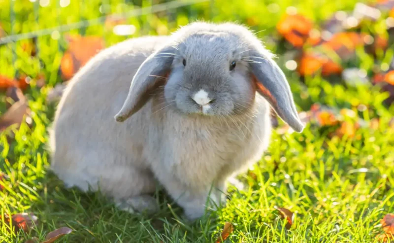 Beyond Carrots: The Ultimate Rabbit Diet for Daily Health and Energy