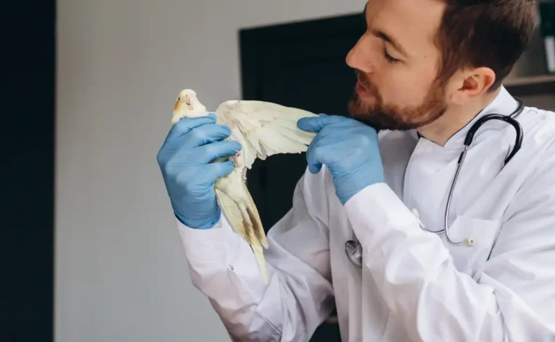 Birds Health: When Birds Hide It: The Critical Signs Your Feathered Friend Needs Help Right Now