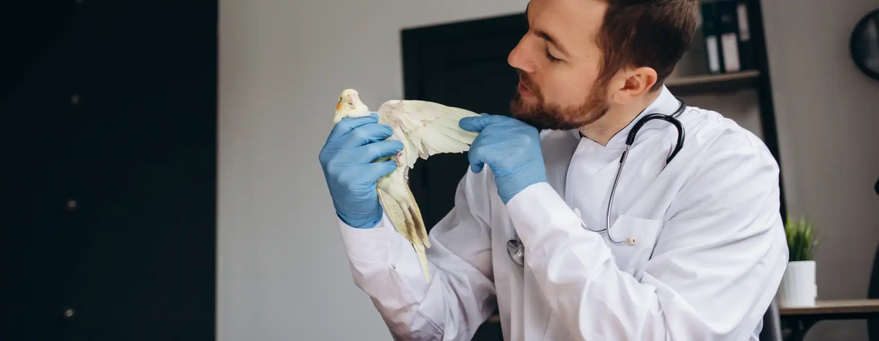 Birds Health When Birds Hide It The Critical Signs Your Feathered Friend Needs Help Right Now