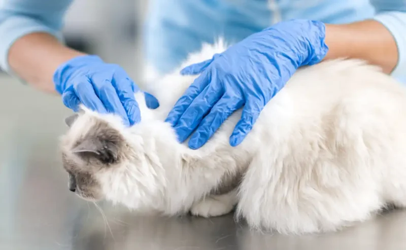 Cat Fleas Total Victory: How to Get Fleas Off Your Pet and Out of Your Home for Good