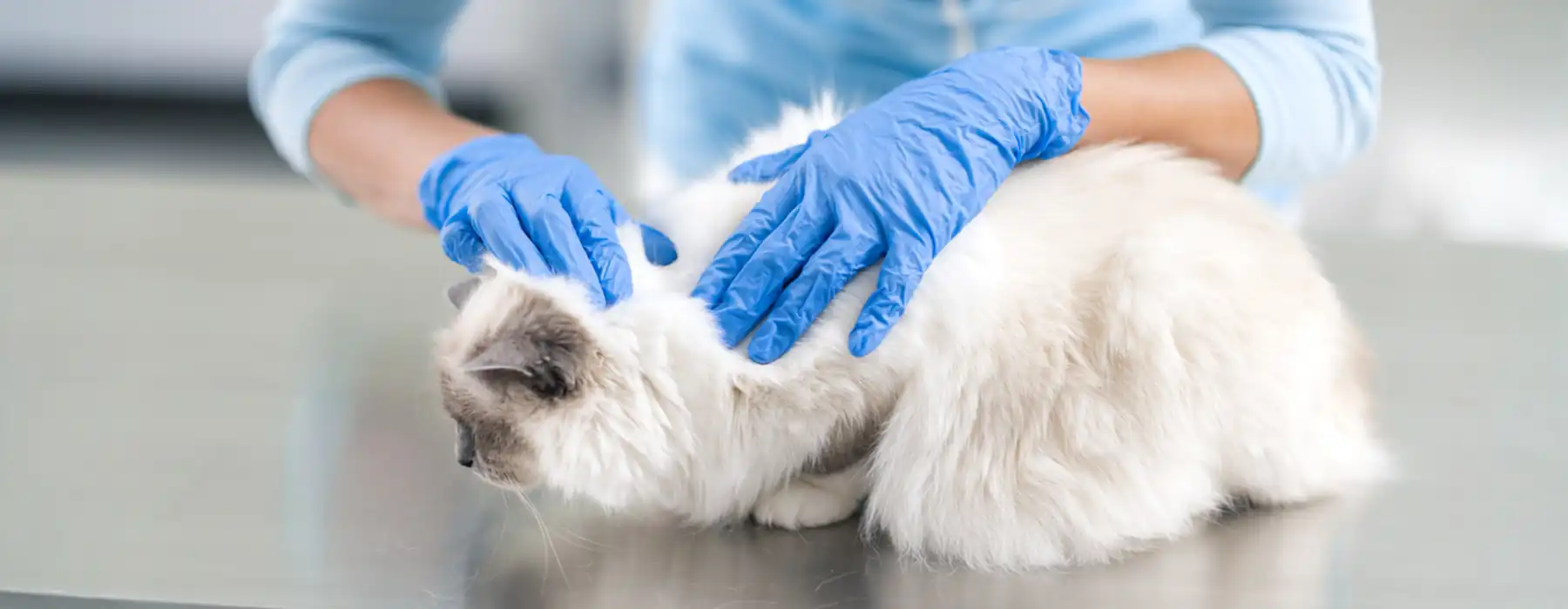 Cat Fleas Total Victory How to Get Fleas Off Your Pet and Out of Your Home for Good