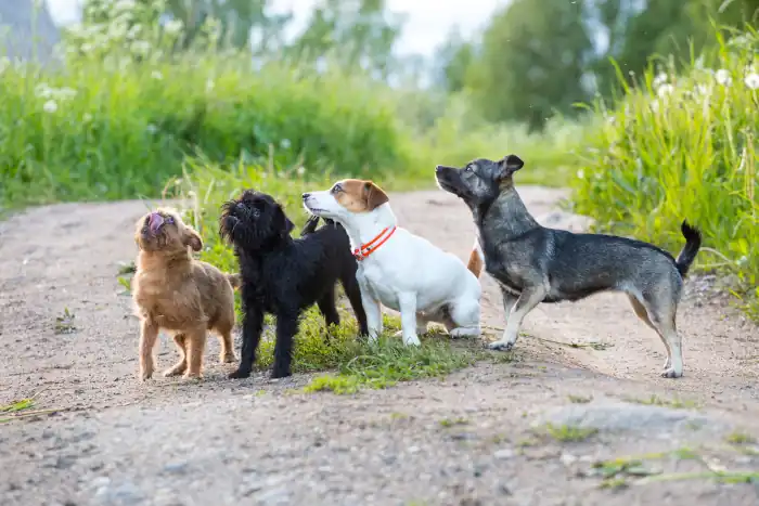 Four dogs of different breeds enjoying the park walk