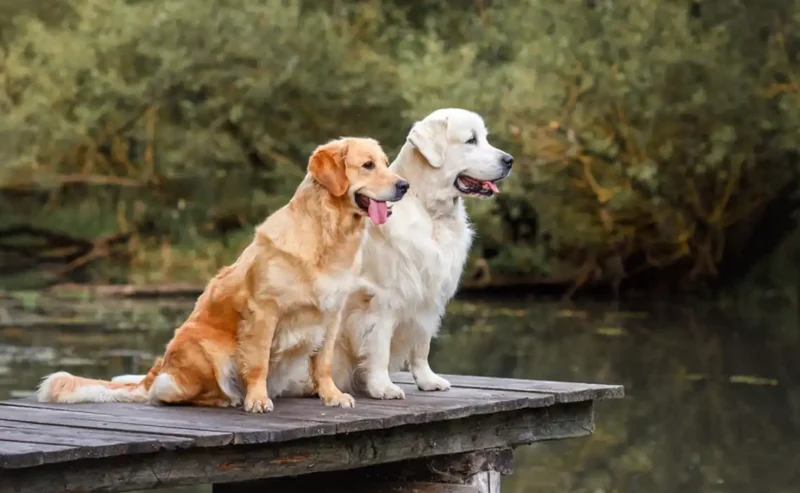 Golden Years, Golden Hearts: Caring for Senior Dogs
