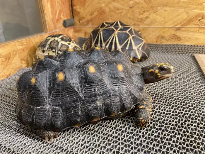 Pet, Red footed tortoise or Chelonoidis carbonaria