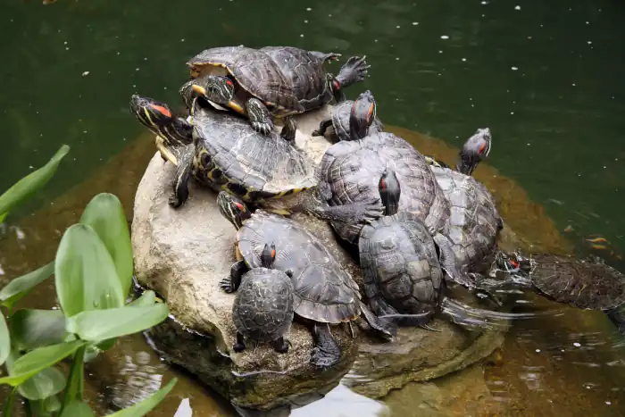 Red eared slider or Terrapin basking in the sun