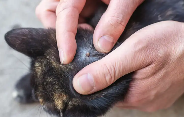 Tick on a cat selective focus