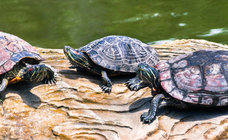 Turtle Health Care Made Easy: Build a Happy, Healthy Aquatic Home