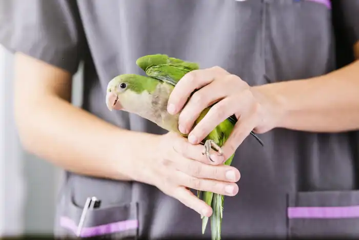 veterinarian doctor is making a check up of a green parakeet
