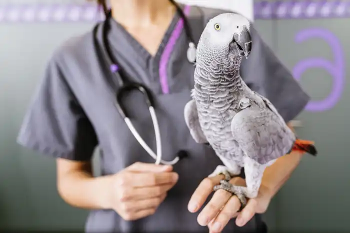 veterinarian is making a check up of a parrot