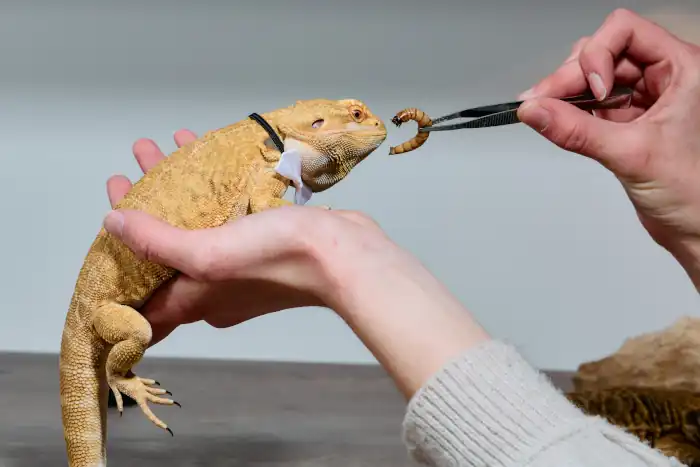 Bearded dragon feeding time