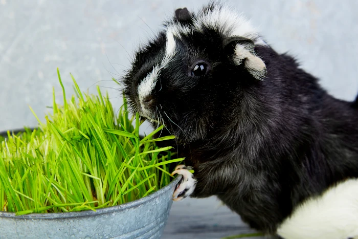 Black guinea pig near vase with fresh grass