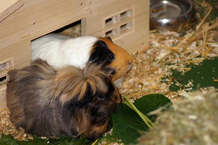 Guinea pigs eating dandelion leave