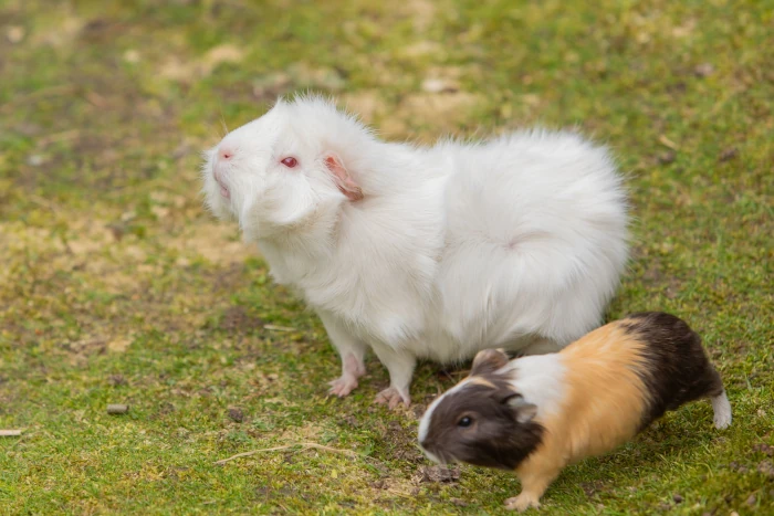 Guinea pigs one white and one tricolor on green grass