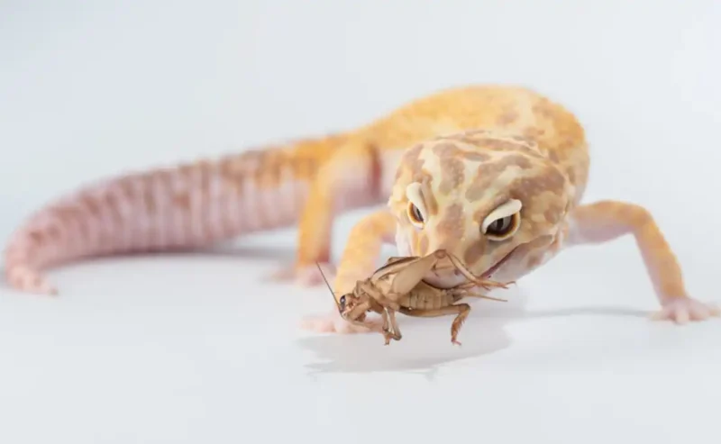 Nourishing Happiness: The Ultimate Guide to Reptile Nutrition for Bearded Dragons