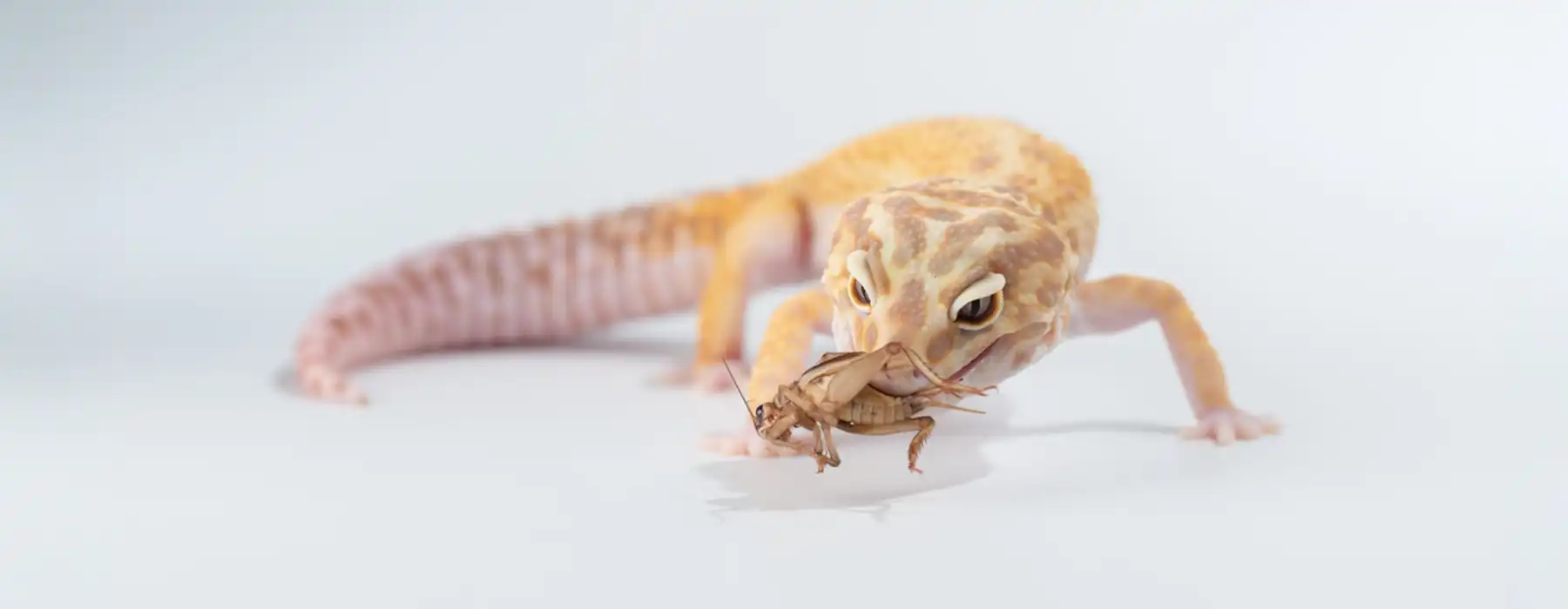 Nourishing happiness, the ultimate guide to reptile nutrition for Bearded Dragons