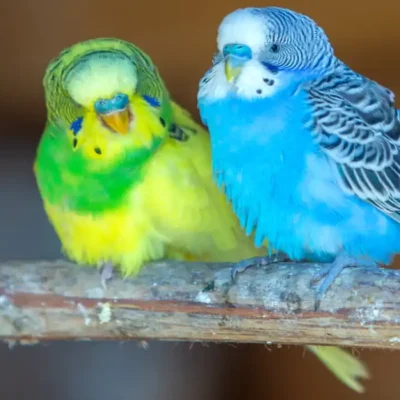 Protect Your Feathered Friend A Loving Guide to Toxic Bird Foods