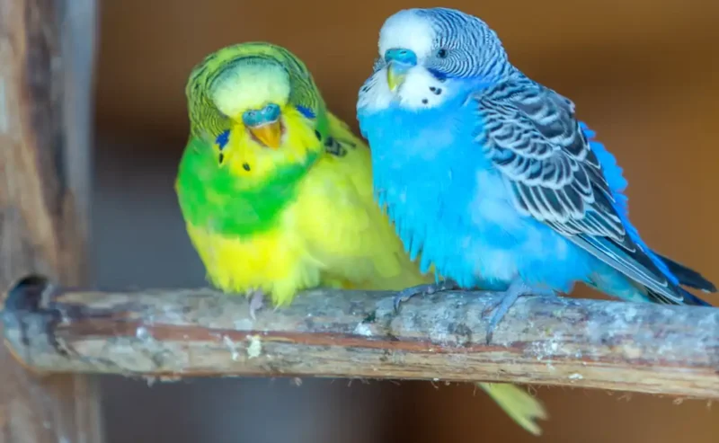 Protect Your Feathered Friend: A Loving Guide to Toxic Bird Foods