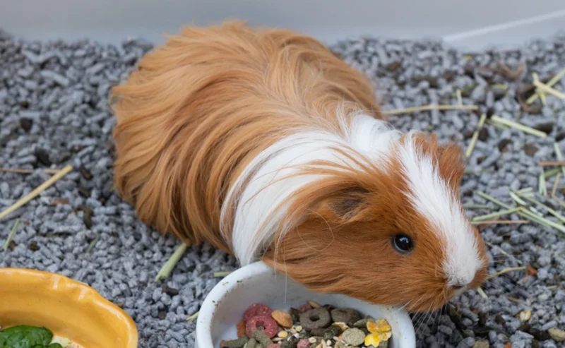 The Joyful Language of Guinea Pig Sounds: Understanding Their Tiny Voices