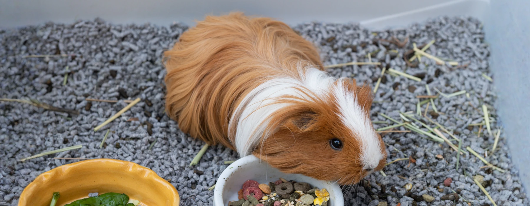 The Joyful Language of Guinea Pig Sounds Understanding Their Tiny Voices