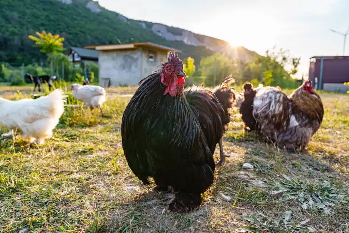 A group of chickens enjoying the late afternoon sun
