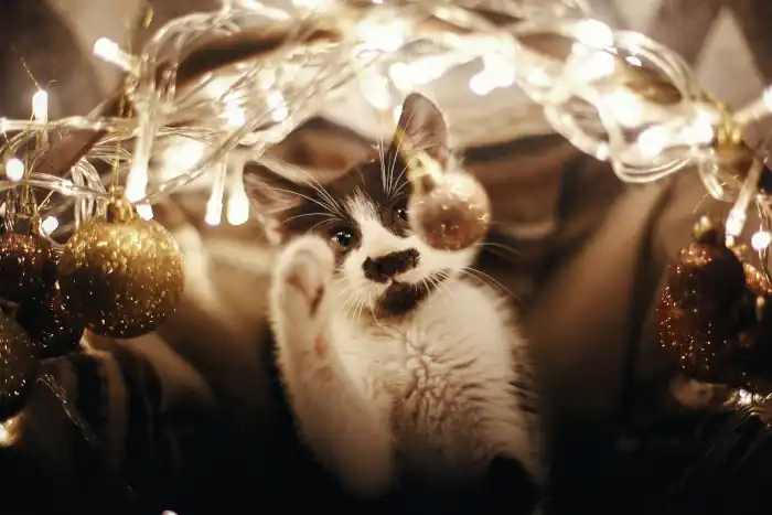 Cute kitty playing with ornaments in basket