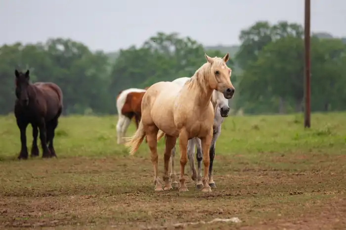 Four horses are standing in the middle of a field