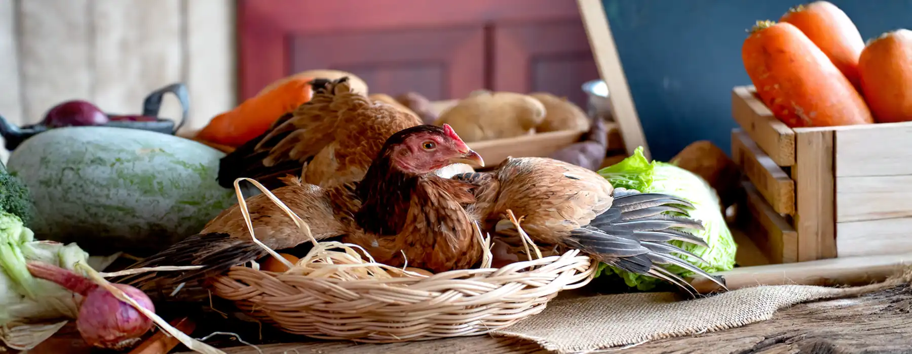 Going broody Hen decide to be a mother, A Heartwarming Look Into Life on the Animals Farm