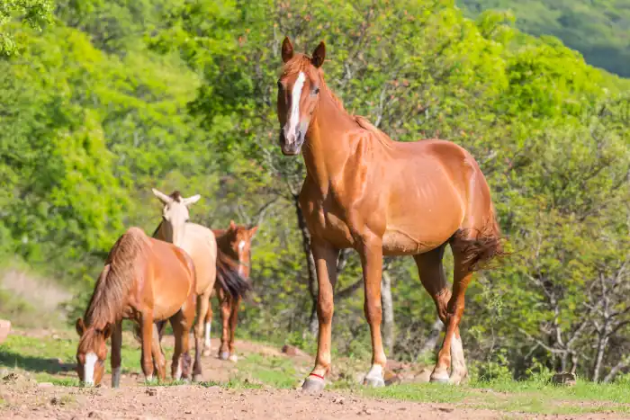 Grazing horses in the meadow