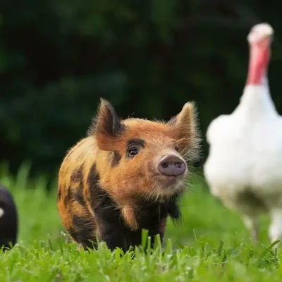 Hopeful Roots Livestock Farming Growing a Better Food Future Together small pig in front of a group of domestic animals