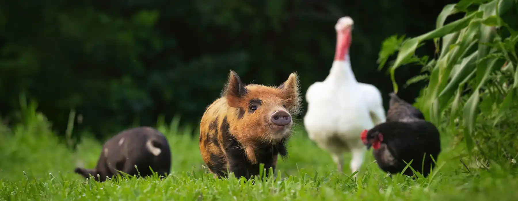 Hopeful Roots Livestock Farming Growing a Better Food Future Together small pig in front of a group of domestic animals