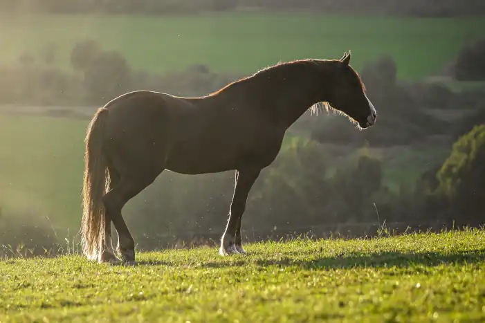 Horse grazing in the meadow
