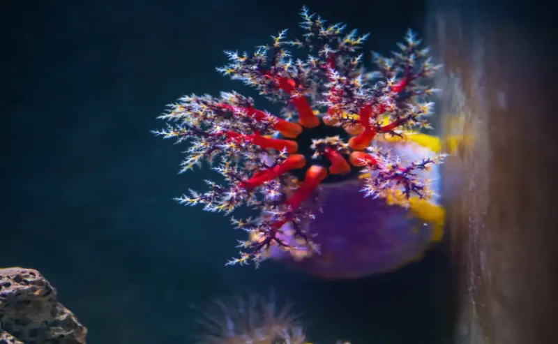 Joyful Beginnings: Creating a Thriving Home Aquarium You’ll Love For Pet Fish