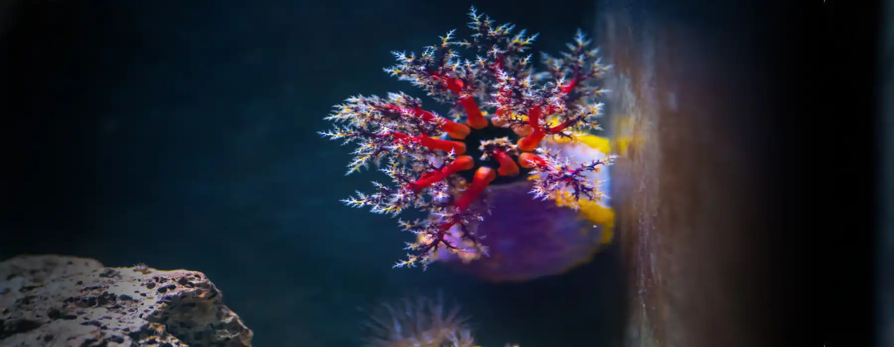 Joyful Beginnings Creating a Thriving Home Aquarium You’ll Love For Pet Fish, Violet Sea Apple (Pseudocolochirus violaceus) with red tentacles