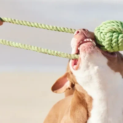 Joyful Strength for Every Wagging Tail