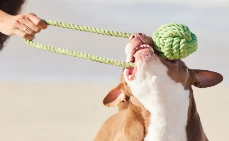 Joyful Dog Toys Strength for Every Wagging Tail