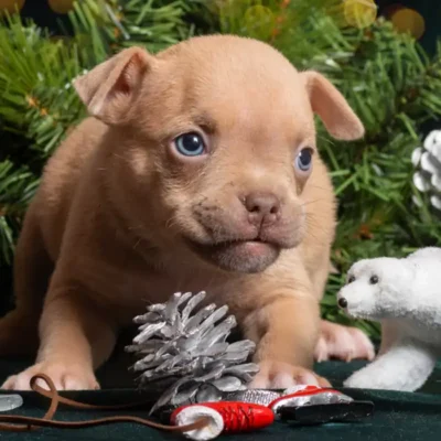 Loving Solutions Helping Pets Cope with Fireworks Noise