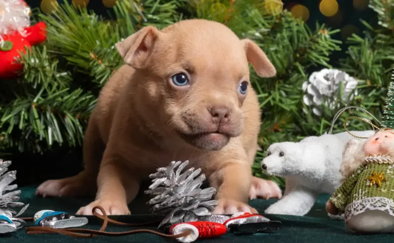 Animals fireworks fear, Loving Solutions: Helping Pets Cope with Noise