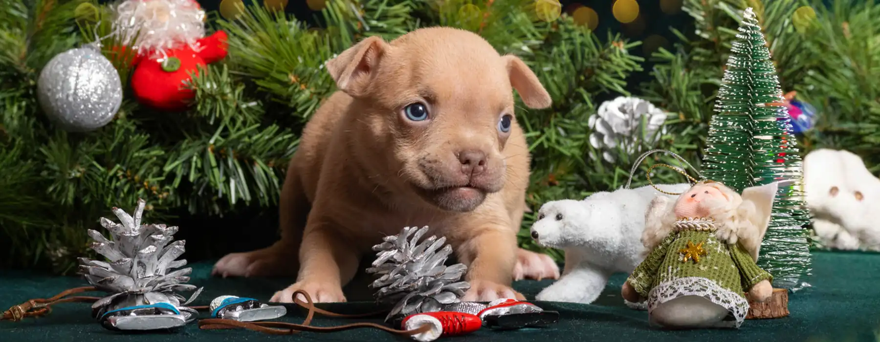 Loving Solutions Helping Pets Cope with Fireworks Noise