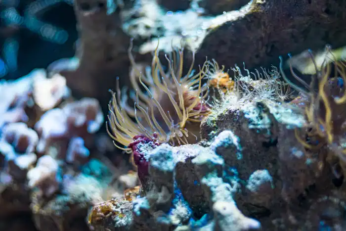 aquarium underwater scene anemone