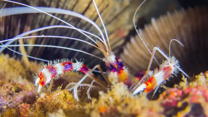 banded coral shrimp sulawesi