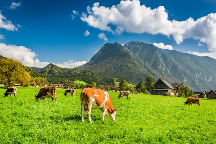 herd of cows grazing in alps
