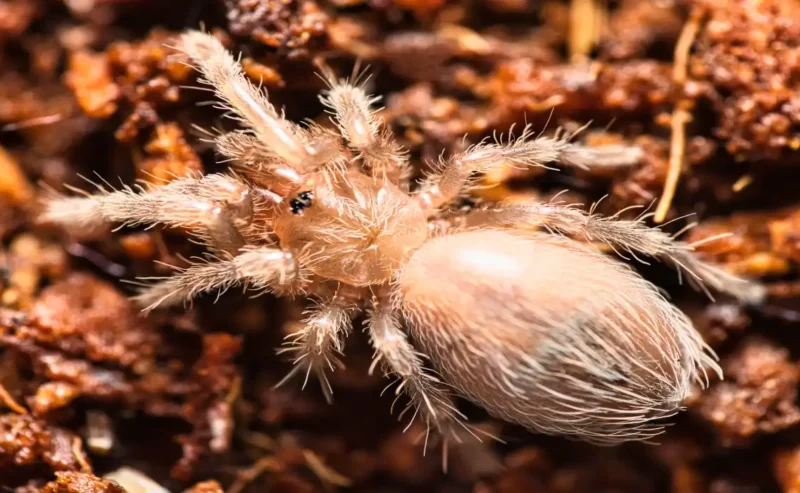 Pet Bugs: Delightful Discoveries in a Tiny World