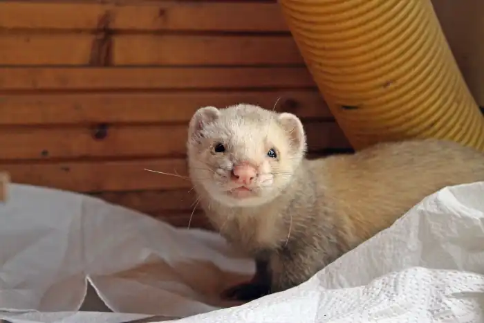 Domestic ferret in the house