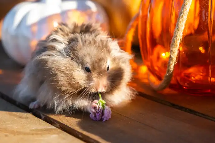 Fluffy hamster pet at home