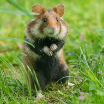 Hamster Pet The Joy of Choosing a Tiny Companion european hamster