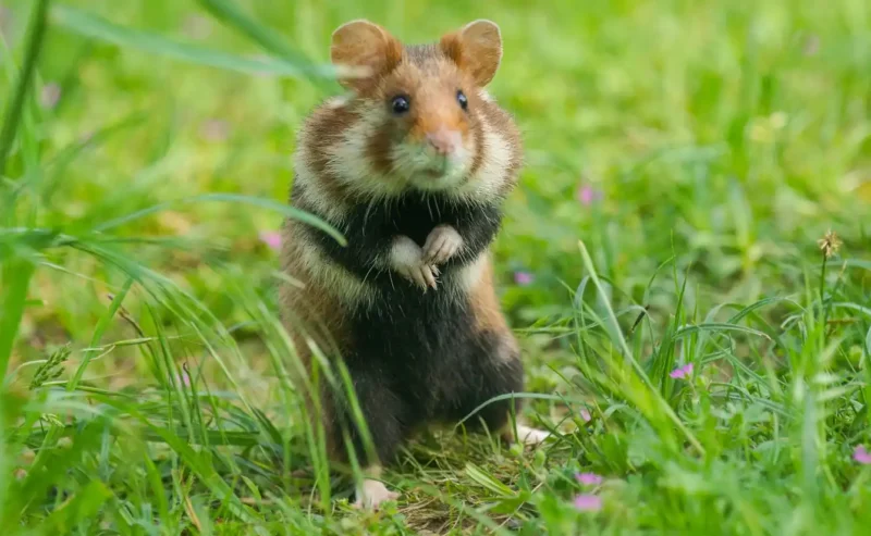 Hamster Pet: The Joy of Choosing a Tiny Companion